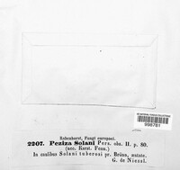 Cyathicula cyathoidea image